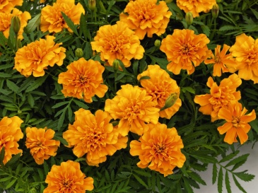 Бархатцы отклоненные (Tagetes patula)