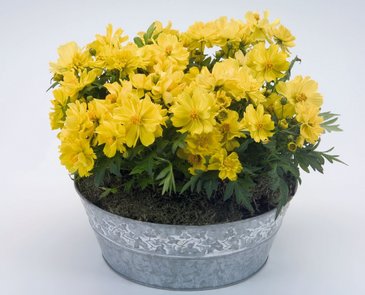 Космея сернисто-желтая (Cosmos sulphureus)