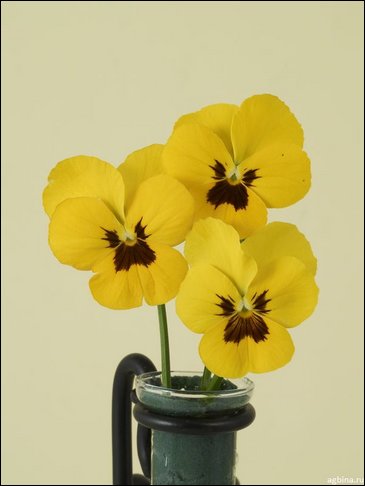 Виола гибридная (Viola wittrockiana x cornuta)