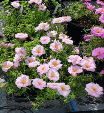Портулак крупноцветковый (Portulaca grandiflora)