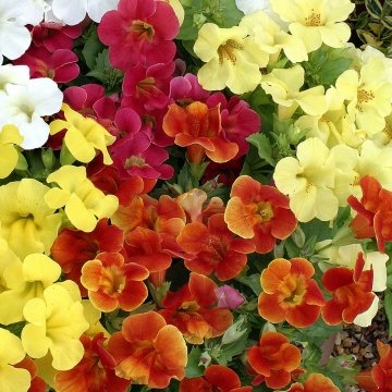 Губастик гибридный (Mimulus x hybrida)