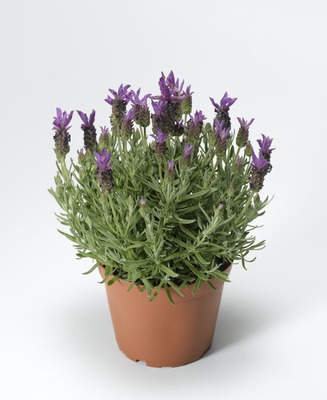 Лаванда стэхадская (Lavandula stoechas)