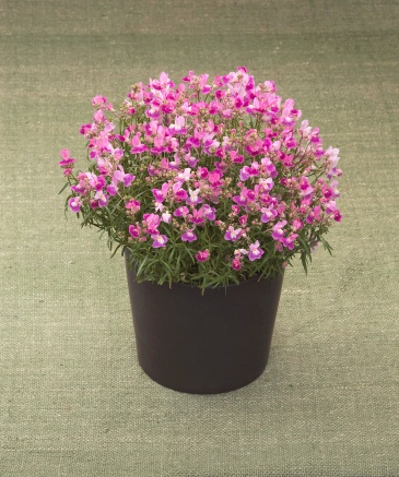 Льнянка марокканская (Linaria maroccana)