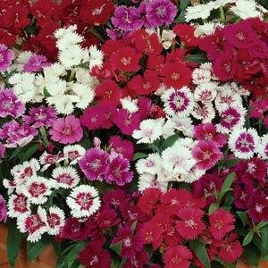 Гвоздика китайская х турецкая (Dianthus chinensis  x barbatus)