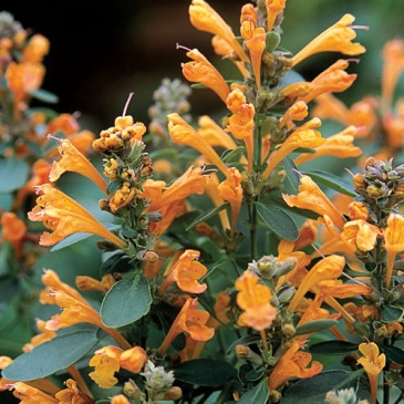 Многоколосник гибридный (Agastache hybrida)