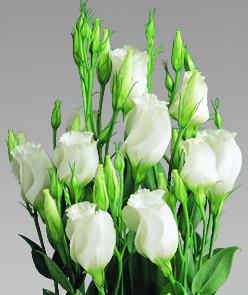 Лизиантус (Эустома) крупноцветковый (Lisianthus grandiflorum)