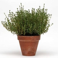 Тимьян обыкновенный (Thymus vulgaris)