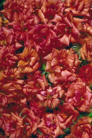 Портулак крупноцветковый (Portulaca grandiflora)