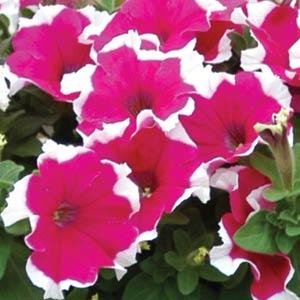 Петуния крупноцветковая (Petunia grandiflora)