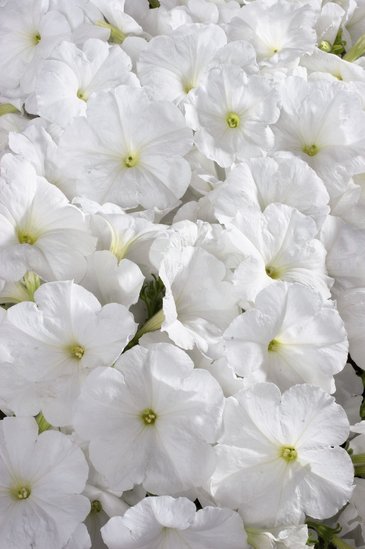 Петуния многоцветковая (Petunia multiflora)