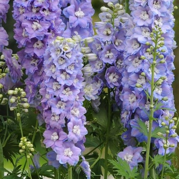 Дельфиниум высокий (Delphinium elatum)