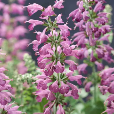 Шалфей ярко-красный (Salvia coccinea)