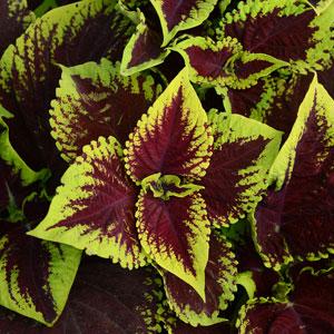 Колеус гибридный (Coleus х hybrida)