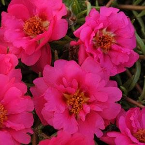 Портулак крупноцветковый (Portulaca grandiflora)