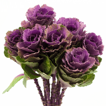 Декоративная капуста (Brassica oleracea)