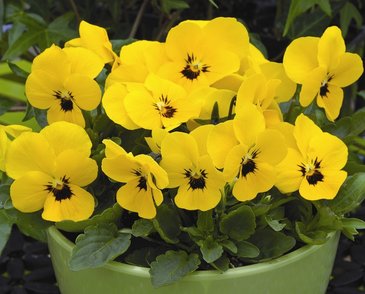 Виола рогатая (Viola cornuta)