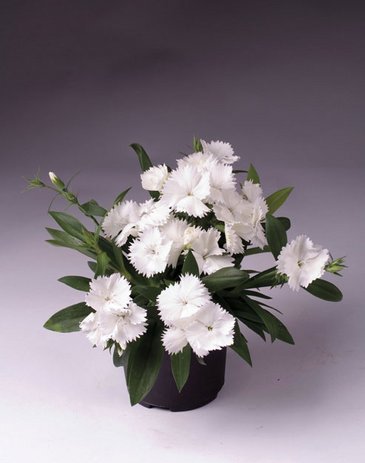 Гвоздика гибридная (Dianthus interspecific)