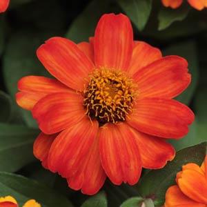 Цинния мариландская (Zinnia marylandica)