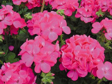 Герань (пеларгония садовая) (Pelargonium x hortorum)