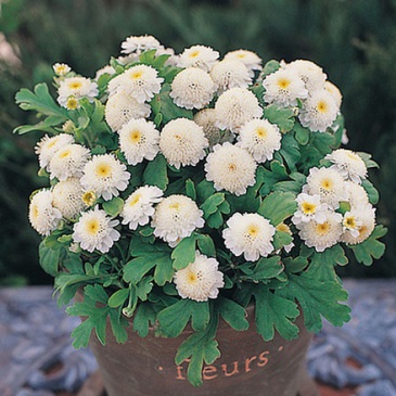 Пиретрум девичий (Tanacetum parthenium)