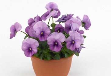Виола виттрока ампельная (Viola wittrockiana)