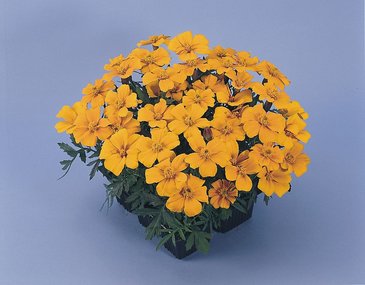 Бархатцы отклоненные (Tagetes patula)