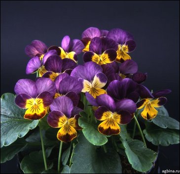 Виола рогатая (Viola cornuta)