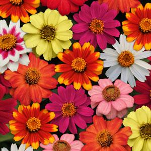 Цинния мариландская (Zinnia marylandica)