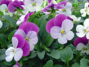 Виола рогатая (Viola cornuta)
