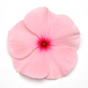 Катарантус розовый (Vinca rosea)