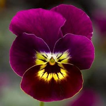 Виола рогатая (Viola cornuta)
