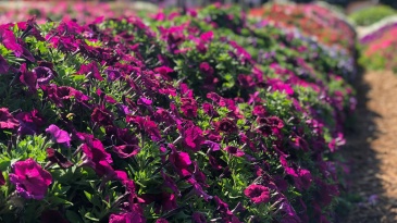 Петуния ампельная гибридная (Petunia x hybrida)