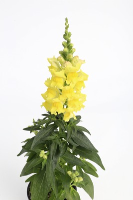 Львиный зев (Антирринум) большой (Antirrhinum majus)