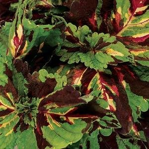 Колеус гибридный (Coleus х hybrida)