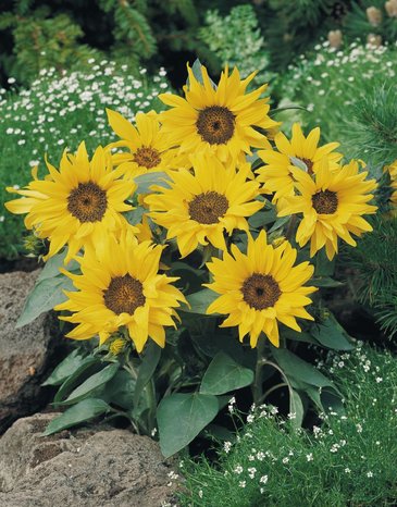 Подсолнечник летний (Helianthus annuus)