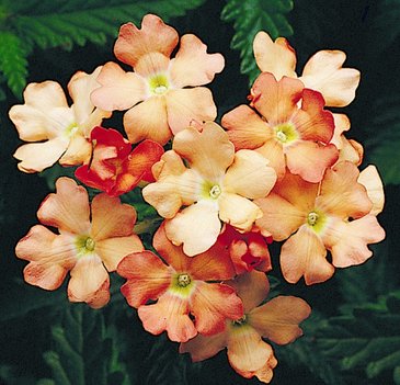 Вербена гибридная (Verbena hybrida)