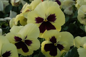 Виола Виттрока (Viola wittrockiana)