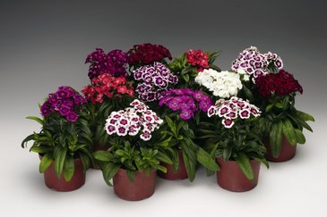 Гвоздика турецкая (Dianthus barbatus)