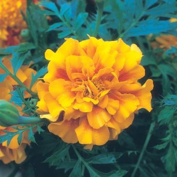 Бархатцы триплоидные (Tagetes patula x erecta)