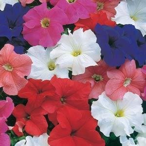 Петуния крупноцветковая (Petunia grandiflora)