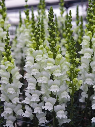 Львиный зев (Антирринум) большой (Antirrhinum majus)