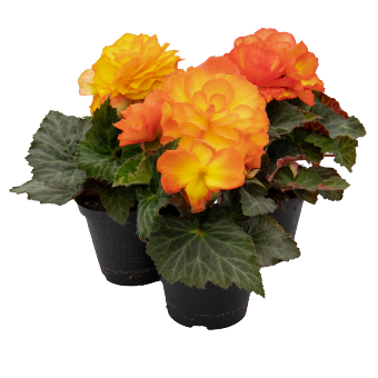 Бегония клубневая махровая (Begonia tuberhybrida)