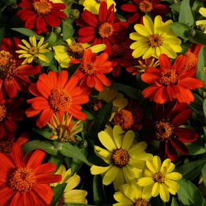 Цинния мариландская (Zinnia marylandica)