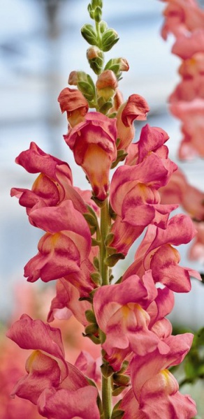 Львиный зев (Антирринум) большой (Antirrhinum majus)