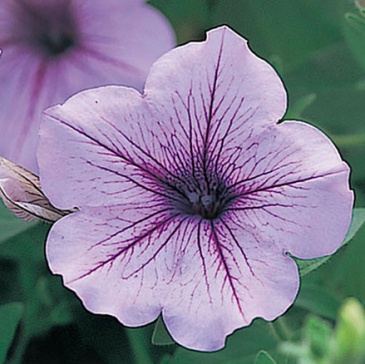 Петуния ампельная гибридная (Petunia х hybrida)