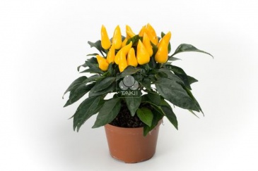 Перец летний (Capsicum annuum)