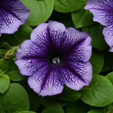 Петуния многоцветковая (Petunia multiflora)