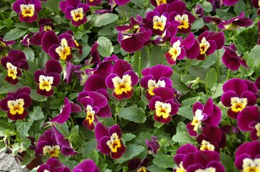 Виола рогатая (Viola cornuta)
