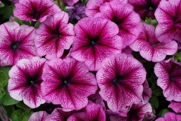Петуния многоцветковая (генетически компактная) (Petunia multiflora)