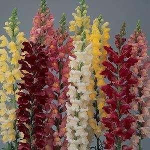 Львиный зев (Антирринум) большой (Antirrhinum majus)